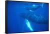 Humpback Whales-DLILLC-Framed Stretched Canvas