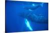 Humpback Whales-DLILLC-Stretched Canvas