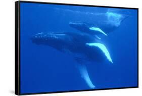 Humpback Whales-DLILLC-Framed Stretched Canvas