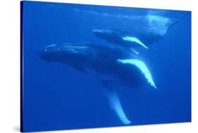 Humpback Whales-DLILLC-Stretched Canvas