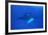 Humpback Whales-DLILLC-Framed Photographic Print