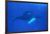 Humpback Whales-DLILLC-Framed Photographic Print