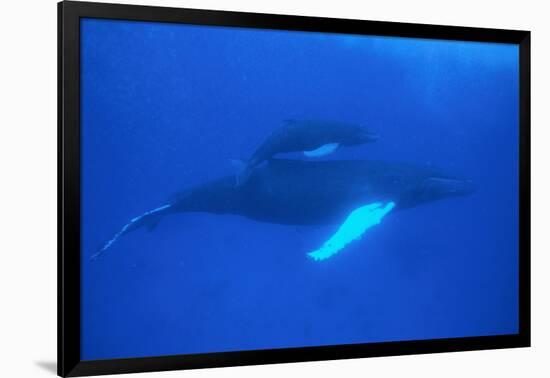 Humpback Whales-DLILLC-Framed Photographic Print