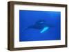 Humpback Whales-DLILLC-Framed Photographic Print