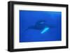 Humpback Whales-DLILLC-Framed Photographic Print