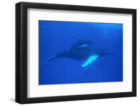 Humpback Whales-DLILLC-Framed Photographic Print