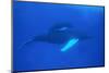 Humpback Whales-DLILLC-Mounted Photographic Print