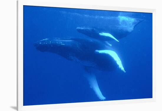 Humpback Whales-DLILLC-Framed Photographic Print