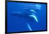 Humpback Whales-DLILLC-Framed Photographic Print