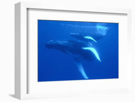 Humpback Whales-DLILLC-Framed Photographic Print