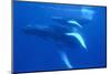 Humpback Whales-DLILLC-Mounted Photographic Print