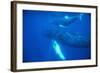 Humpback Whales-DLILLC-Framed Photographic Print