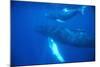 Humpback Whales-DLILLC-Mounted Photographic Print