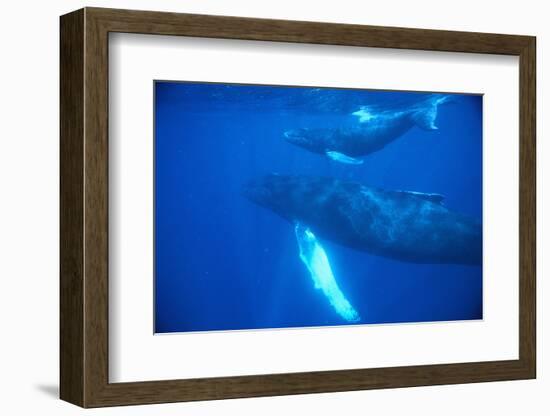 Humpback Whales-DLILLC-Framed Photographic Print