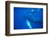 Humpback Whales-DLILLC-Framed Photographic Print