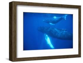 Humpback Whales-DLILLC-Framed Photographic Print