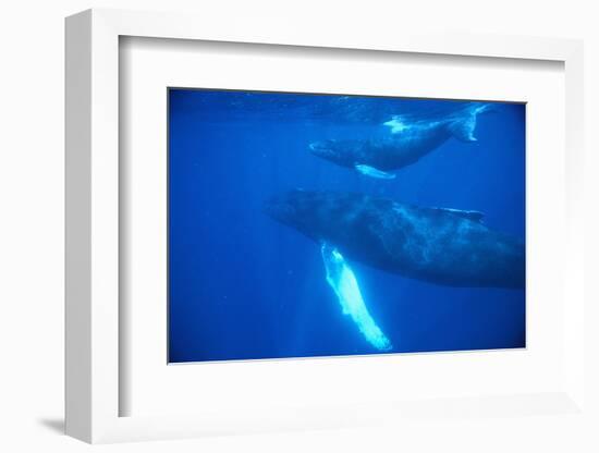 Humpback Whales-DLILLC-Framed Photographic Print