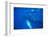 Humpback Whales-DLILLC-Framed Photographic Print