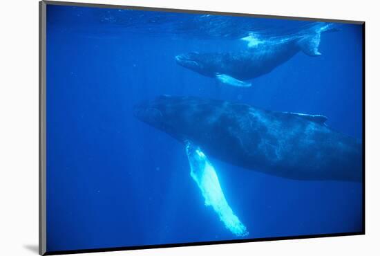 Humpback Whales-DLILLC-Mounted Photographic Print