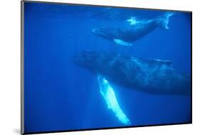 Humpback Whales-DLILLC-Mounted Photographic Print