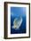 Humpback Wrasse (Cheilinus Undulatus), Blue Corner, Micronesia, Palau-Reinhard Dirscherl-Framed Photographic Print