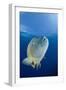 Humpback Wrasse (Cheilinus Undulatus), Blue Corner, Micronesia, Palau-Reinhard Dirscherl-Framed Photographic Print