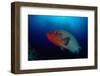 Humpback Wrasse (Cheilinus Undulatus), Indian Ocean.-Reinhard Dirscherl-Framed Photographic Print