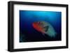 Humpback Wrasse (Cheilinus Undulatus), Indian Ocean.-Reinhard Dirscherl-Framed Photographic Print