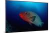 Humpback Wrasse (Cheilinus Undulatus), Indian Ocean.-Reinhard Dirscherl-Mounted Photographic Print