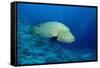 Humpback Wrasse (Cheilinus Undulatus), Indo-Pacific Ocean.-Reinhard Dirscherl-Framed Stretched Canvas