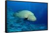 Humpback Wrasse (Cheilinus Undulatus), Indo-Pacific Ocean.-Reinhard Dirscherl-Framed Stretched Canvas