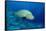 Humpback Wrasse (Cheilinus Undulatus), Indo-Pacific Ocean.-Reinhard Dirscherl-Framed Stretched Canvas