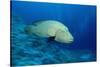 Humpback Wrasse (Cheilinus Undulatus), Indo-Pacific Ocean.-Reinhard Dirscherl-Stretched Canvas