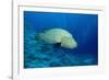 Humpback Wrasse (Cheilinus Undulatus), Indo-Pacific Ocean.-Reinhard Dirscherl-Framed Photographic Print