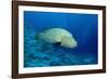 Humpback Wrasse (Cheilinus Undulatus), Indo-Pacific Ocean.-Reinhard Dirscherl-Framed Photographic Print