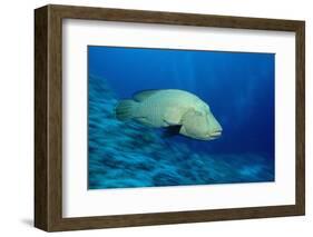 Humpback Wrasse (Cheilinus Undulatus), Indo-Pacific Ocean.-Reinhard Dirscherl-Framed Photographic Print