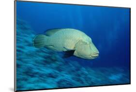 Humpback Wrasse (Cheilinus Undulatus), Indo-Pacific Ocean.-Reinhard Dirscherl-Mounted Photographic Print