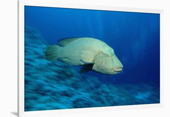 Humpback Wrasse (Cheilinus Undulatus), Indo-Pacific Ocean.-Reinhard Dirscherl-Framed Photographic Print