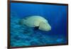 Humpback Wrasse (Cheilinus Undulatus), Indo-Pacific Ocean.-Reinhard Dirscherl-Framed Photographic Print