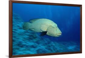 Humpback Wrasse (Cheilinus Undulatus), Indo-Pacific Ocean.-Reinhard Dirscherl-Framed Photographic Print