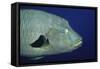 Humpback Wrasse Closeup-Hal Beral-Framed Stretched Canvas