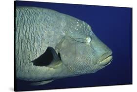 Humpback Wrasse Closeup-Hal Beral-Stretched Canvas