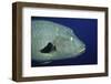 Humpback Wrasse Closeup-Hal Beral-Framed Photographic Print