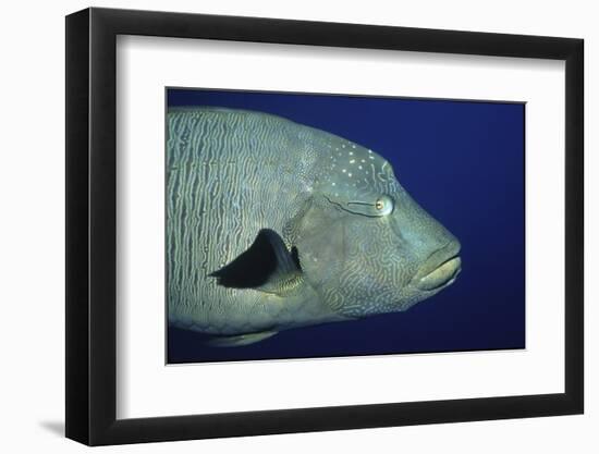 Humpback Wrasse Closeup-Hal Beral-Framed Photographic Print