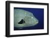 Humpback Wrasse Closeup-Hal Beral-Framed Photographic Print