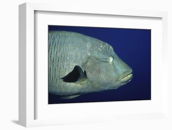 Humpback Wrasse Closeup-Hal Beral-Framed Photographic Print