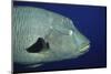 Humpback Wrasse Closeup-Hal Beral-Mounted Photographic Print