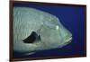 Humpback Wrasse Closeup-Hal Beral-Framed Photographic Print