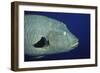 Humpback Wrasse Closeup-Hal Beral-Framed Photographic Print