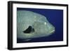 Humpback Wrasse Closeup-Hal Beral-Framed Photographic Print